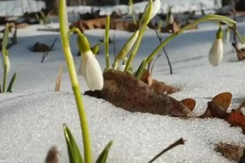 阿拉木图雪滴花开花啦