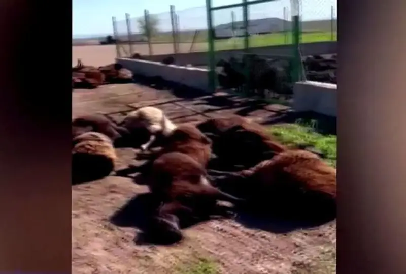 Более 300 голов овец погибли после приема лекарства в Туркестанской области