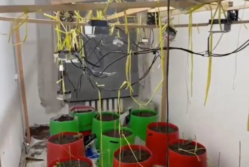 Фитолабораторию и два наркопосева выявили в Туркестанской области