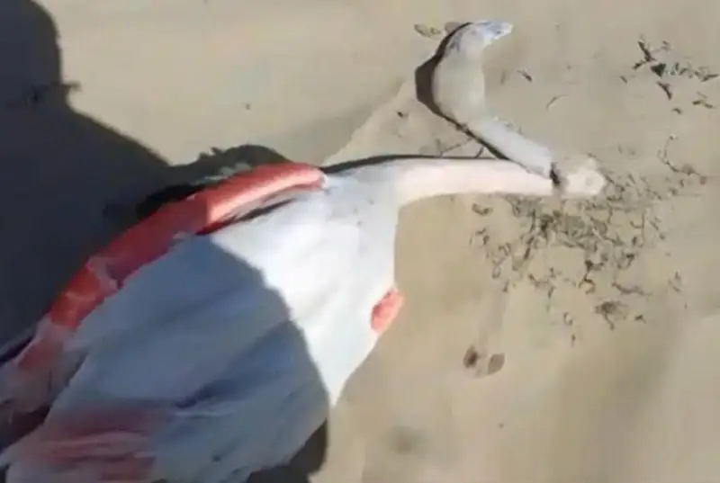 Предварительную причину гибели фламинго назвали в Мангистау