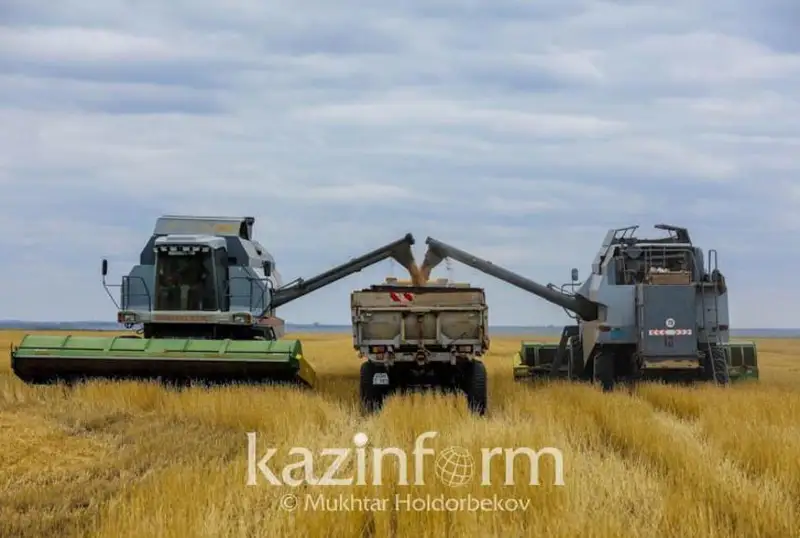 Четвертую часть зерновых убрали в СКО