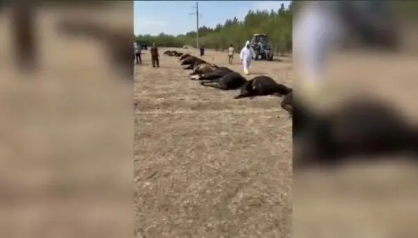 پاۆلودار وبلىسىندا ءىرى قارا مال جاپپاي قىرىلىپ قالدى