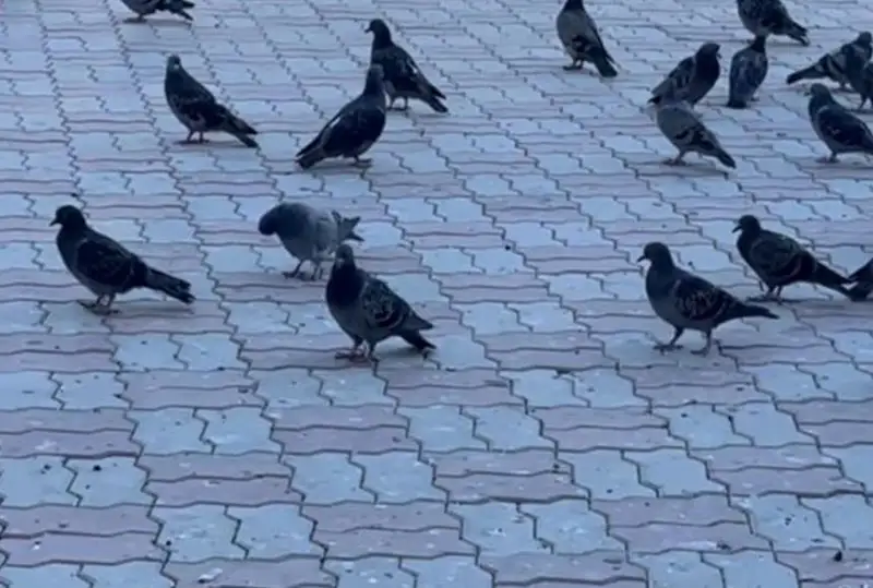 قالا اكىمى ەسكەرتكىش ماڭىندا كوگەرشىندەرگە نان قالدىعىن شاشپاۋدى ۇسىندى