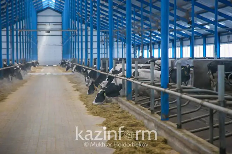 Две молочно-товарные фермы и молокоперерабатывающий завод планируют открыть в Абайской области