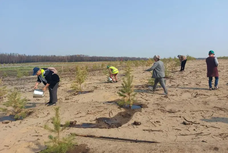 Как восстанавливают леса после пожара в Костанайской области