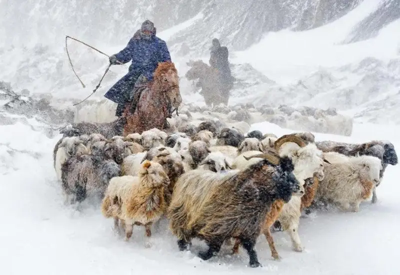 كىسىكيىكتىڭ ماحابباتى