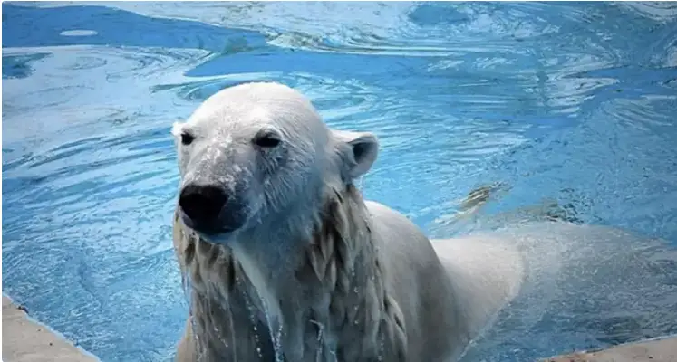 الماتىداعى زووباقتان ەندى اق ايۋدى كورۋگە بولادى