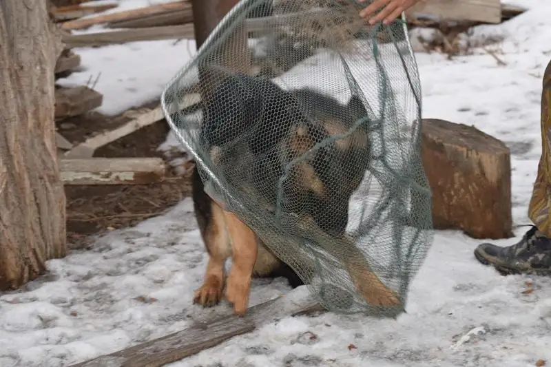 В Атырау начали отлов бродячих собак