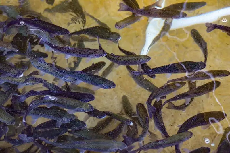 Производством форели занялся сельчанин в Актюбинской области