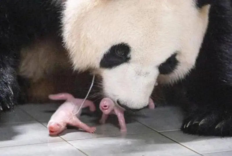 В Южной Корее родилась редкая пара близнецов панды