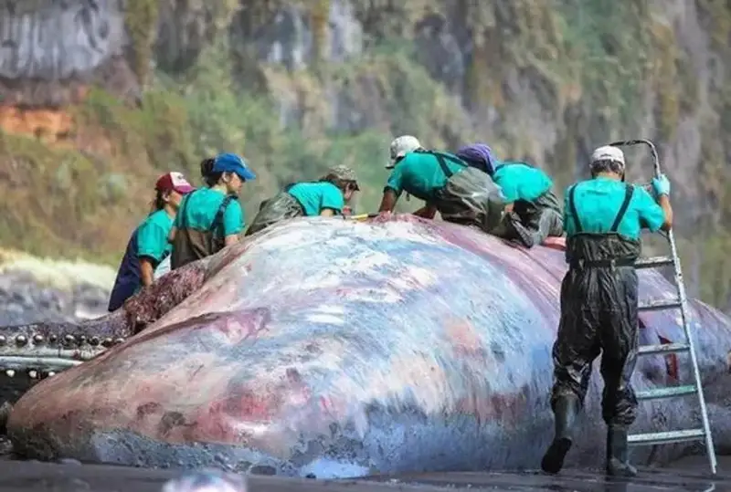 Канар ороллари яқинида ўлик китдан 500 минг евролик «сузувчи олтин» топилди