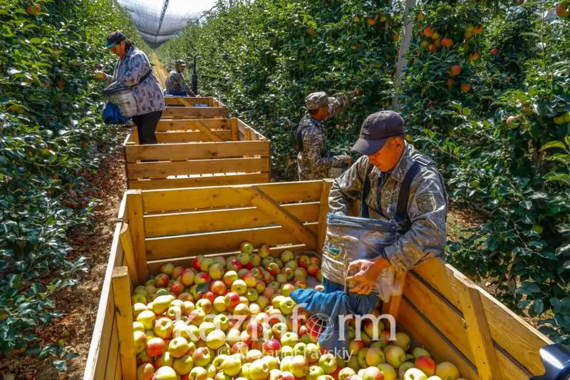 Jemshóp, jemis-jıdek jáne kókónis ósirýshilerge 6% lızıng beriledi