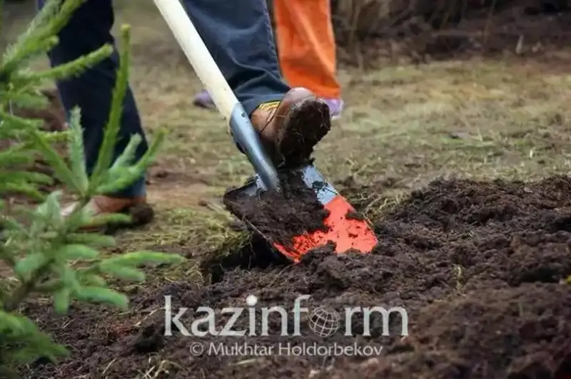 Жамбылцы высадили 30 тысяч саженцев и ликвидировали 50 свалок