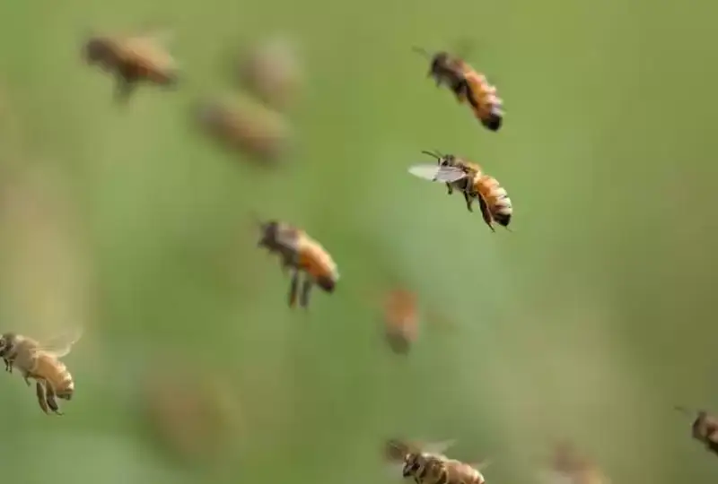 Большой пчелиный рой напал на местных жителей в Лос-Анджелесе