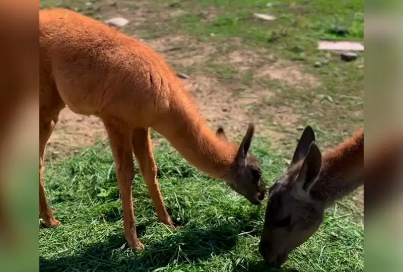 Детеныш ламы родился в зоопарке Алматы