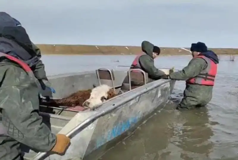 Более 120 голов скота эвакуировали из зоны подтоплений в Актюбинской области