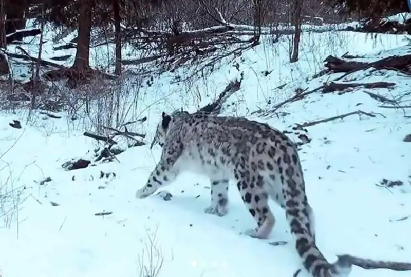 جەتىسۋ الاتاۋىندا قار بارىسى مەن ارقارلار ۆيدەوعا ءتۇسىپ قالدى