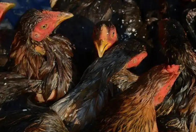 Камбоджада қизалоқ парранда гриппидан вафот этди