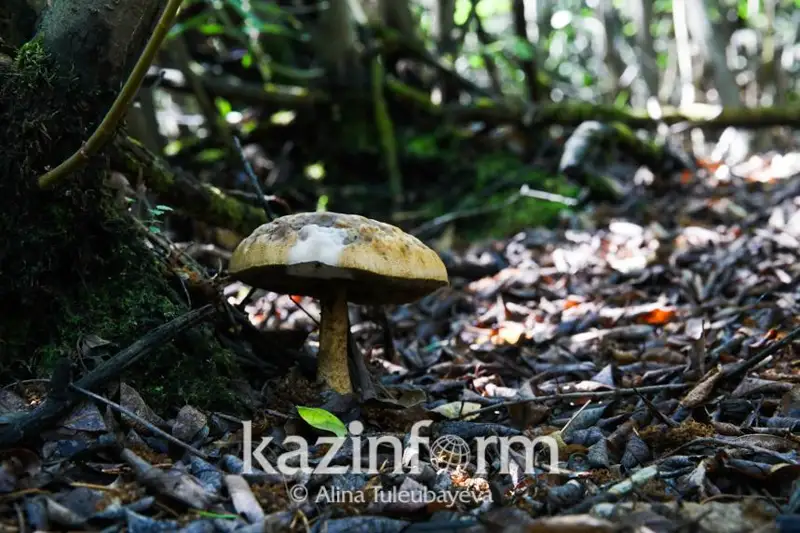 Налог на сбор ягод и грибов подверг критике депутат