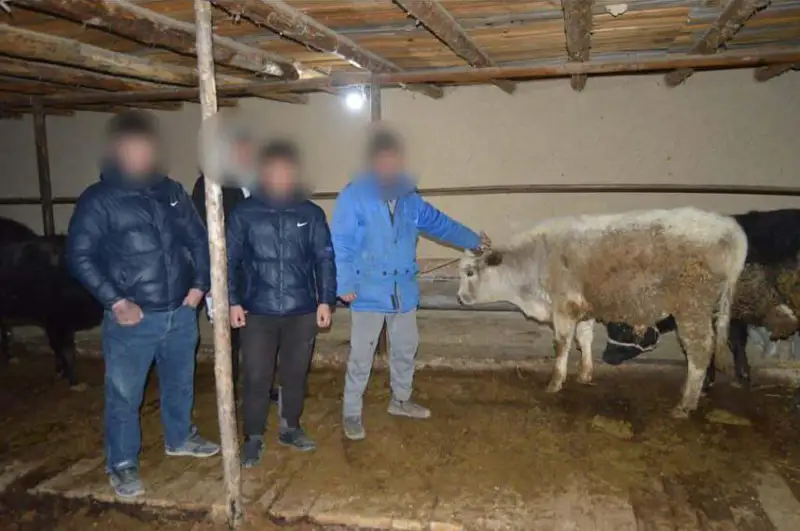 Три группы скотокрадов задержали полицейские в Туркестанской области