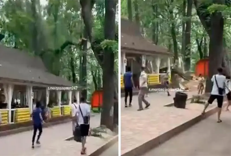 Дерево упало на кафе в Алматы