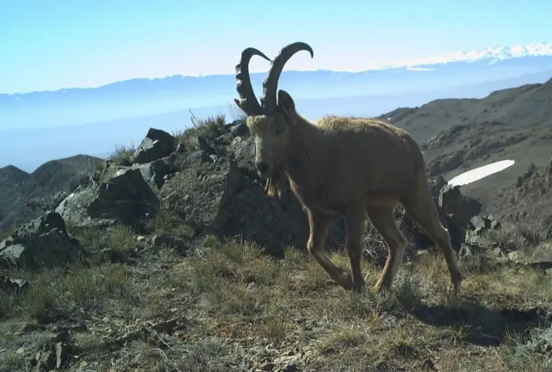 شارىن ۇلتتىق پاركىندە تاۋتەكەلەر فوتوتۇزاققا ءىلىندى