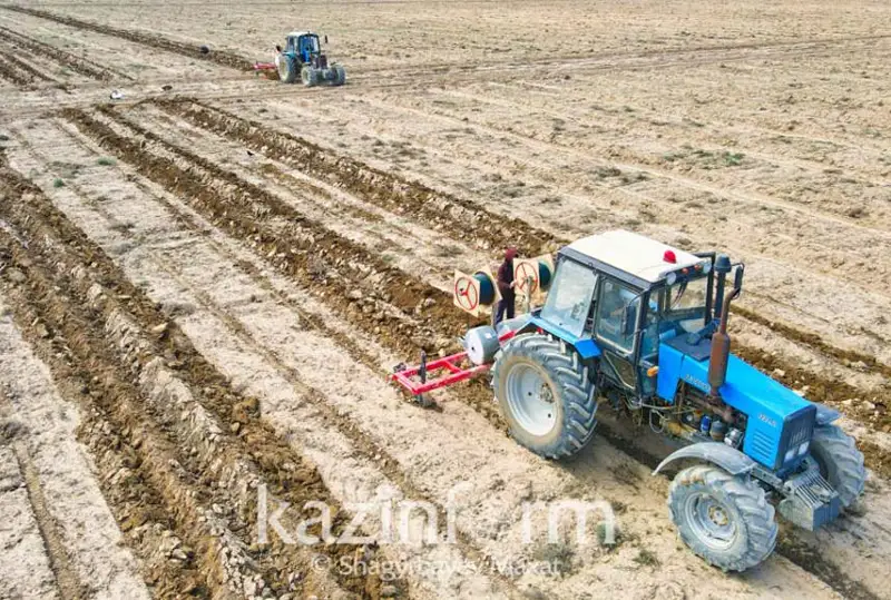 Bıyl aqmolalyq dıqandar 5,2 mln gektar jerge dán sebýdi josparlap otyr