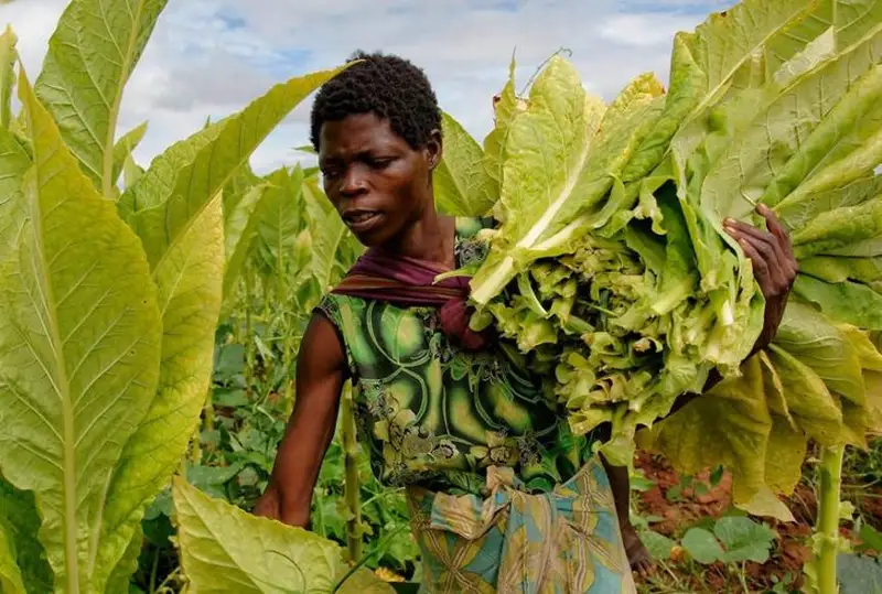 Восемь миллионов человек умирает от табака ежегодно - ВОЗ