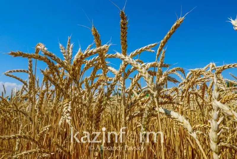 Рекордный экспорт сельскохозяйственных культур ожидается в Австралии