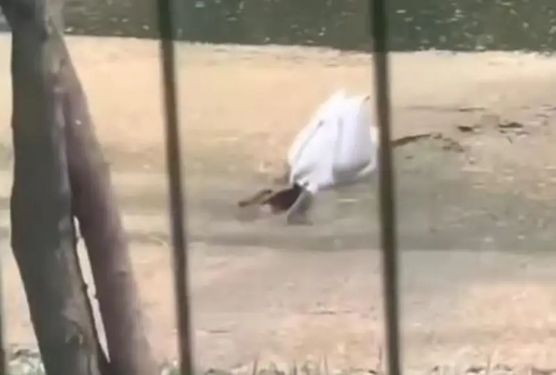 Пеликан пытается съесть бутылку: в зоопарке Алматы пояснили видео