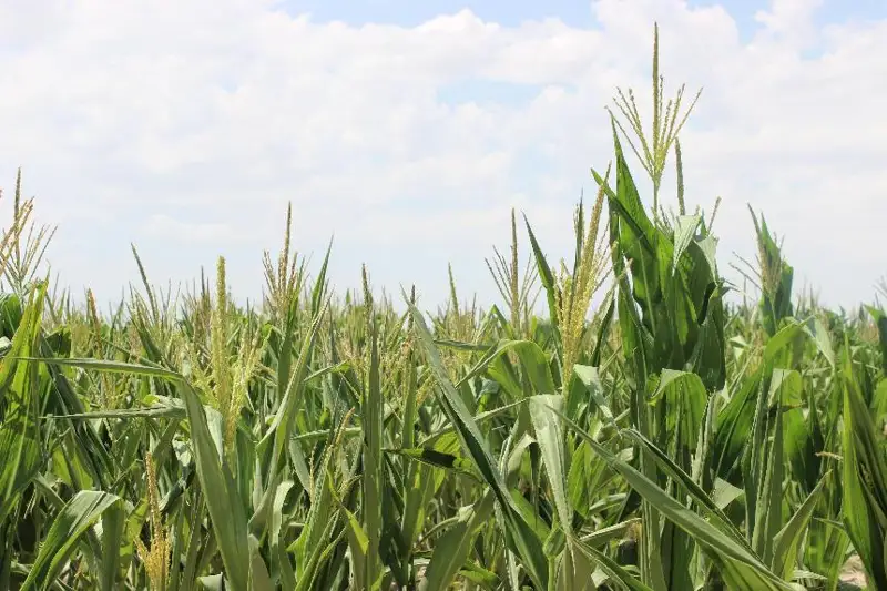 Урожай кукурузы выше среднего планируют получить аграрии Жамбылской области