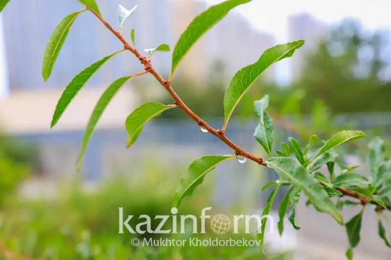 25-27 май кунлари Қозоғистонда ёмғир ёғиши, момақалдироқ бўлиши кутилмоқда