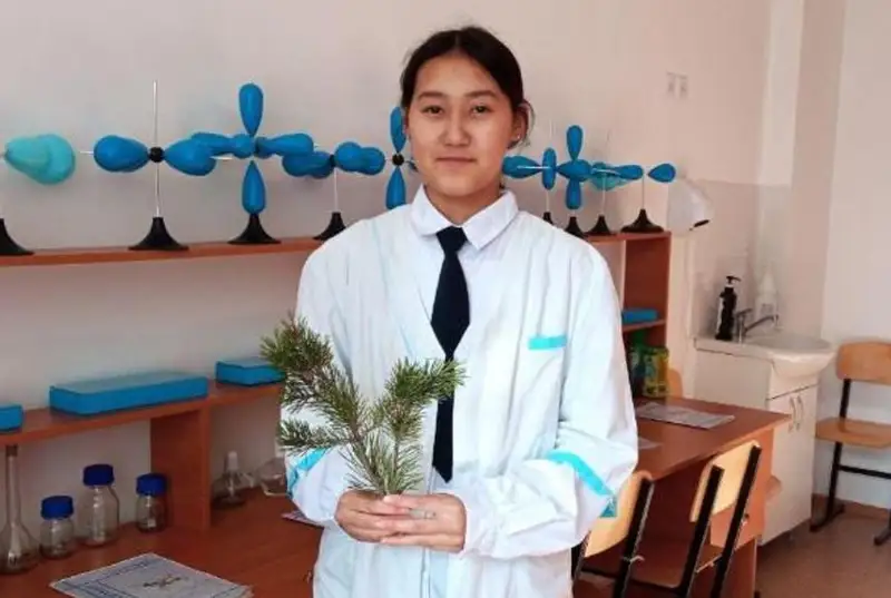 بۋرابايداعى قاراعاي ينەلەرىنەن اسكوربين قىشقىلىن وندىرۋگە بولادى