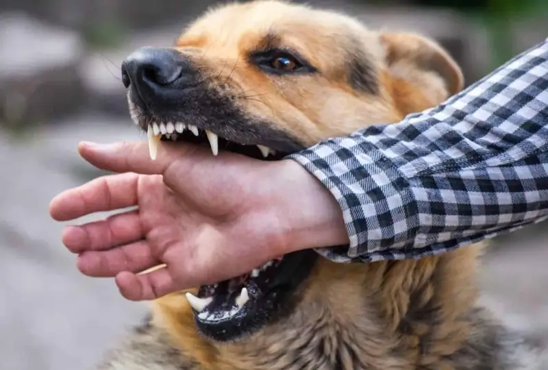 Жители СКО стали чаще обращаться за помощью после укусов собак, лис и белок
