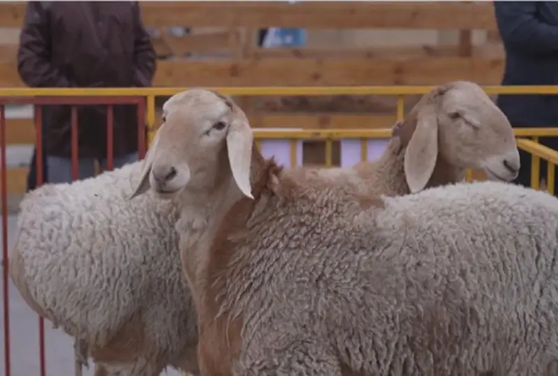231-килограммового барана занесли в книгу рекордов Казахстана