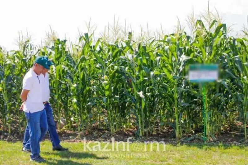 شەتەلدىكتەر ەلىمىزدە قانداي ماۋسىمدىق جۇمىستارعا تارتىلادى