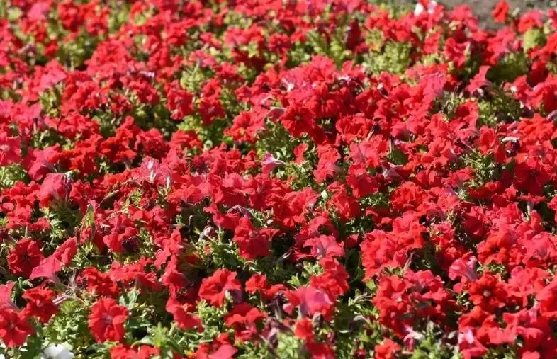 阿拉木图市今年将在市区内种植1.85万平米花卉景观