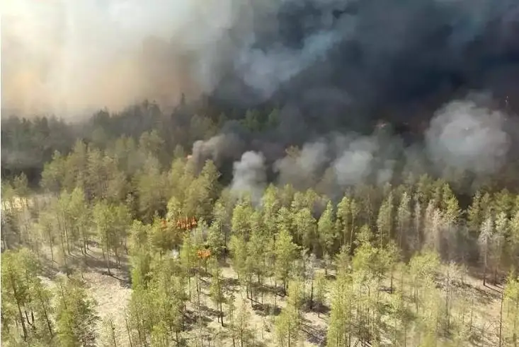 ورماندا ءورت شىعىپ، اينالانى ءتۇتىن باسقاندا نە ىستەۋ كەرەك - دارىگەرلەر كەڭەسى