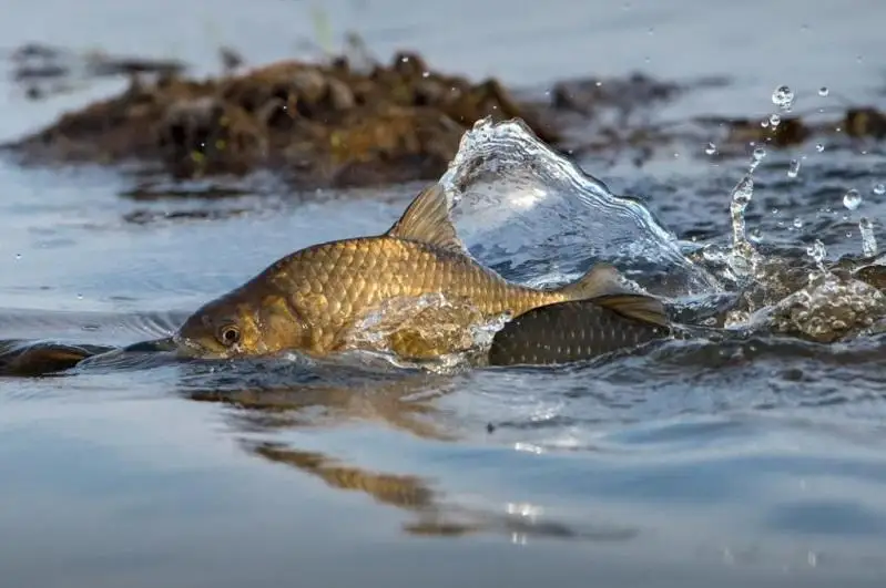 Центнер рыбы погиб в озере СКО