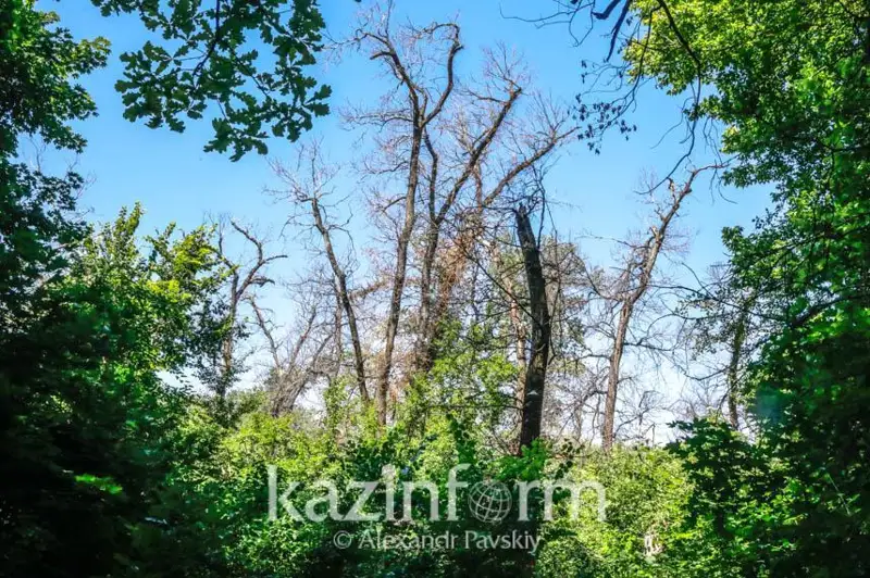 Наказание за вырубку деревьев ужесточат в Алматы