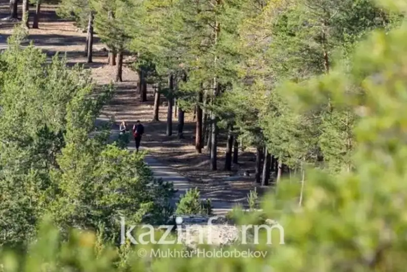 Положение лесного хозяйства страны – плачевное - Гани Назарбек