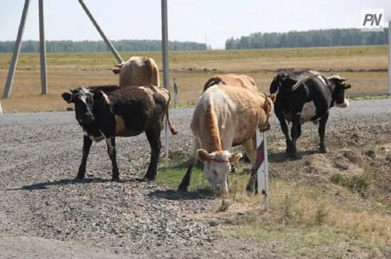 Массовый падеж скота в Павлодарской области: названа причина