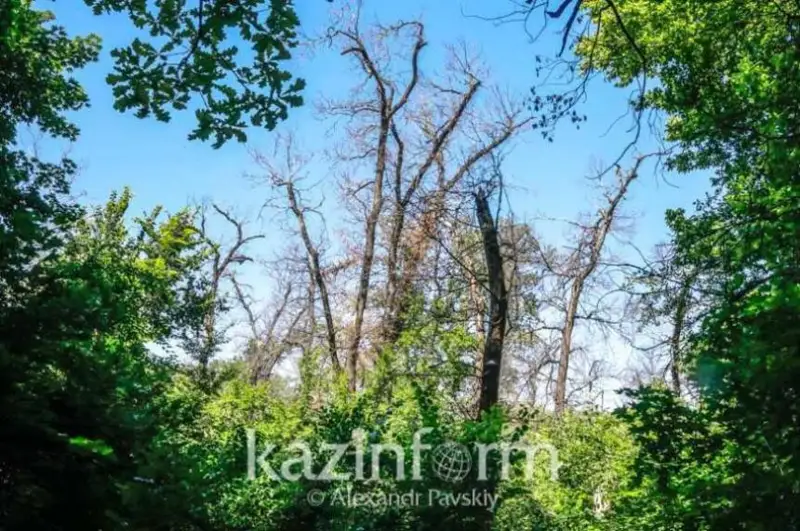 Дендрологический план разработают в Петропавловске