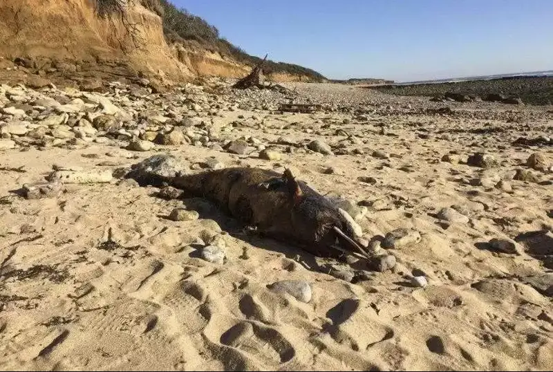 مۇحيتتاردىڭ جىلىنۋى ومىرىمىزگە قالاي اسەر ەتەدى؟