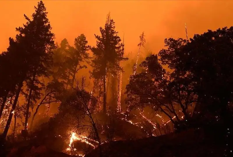 Гавайидаги ўрмон ёнғинларида 50 дан ортиқ одам ҳалок бўлди