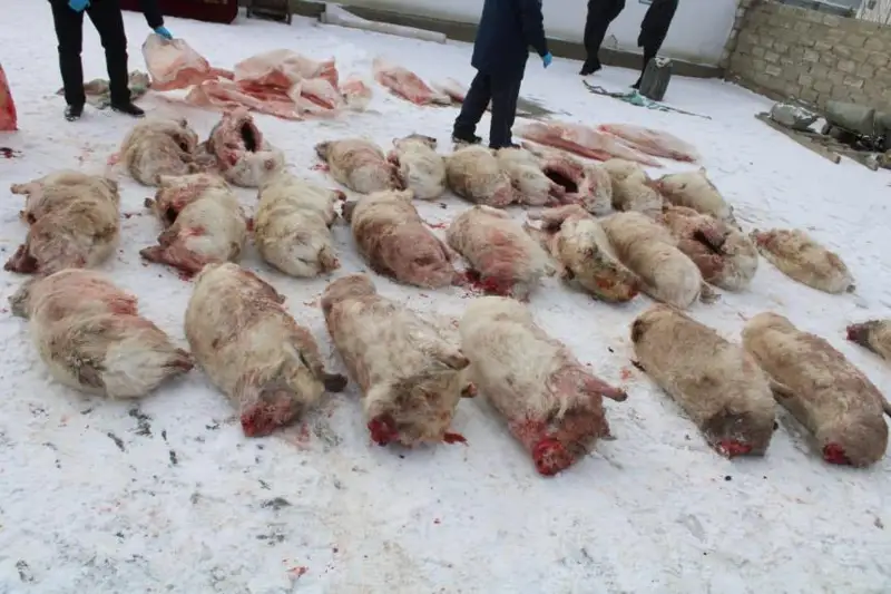 Qyzylorda turǵynynan 26 kıiktiń ushasy tárkilendi