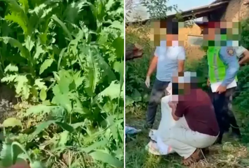 Около 4 тысяч кустов опийного мака изъяли у жителя Туркестанской области