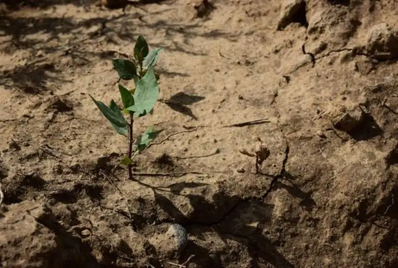 تۇركىستاندا تاۋ پىستەسى وسىرىلەتىن بولادى