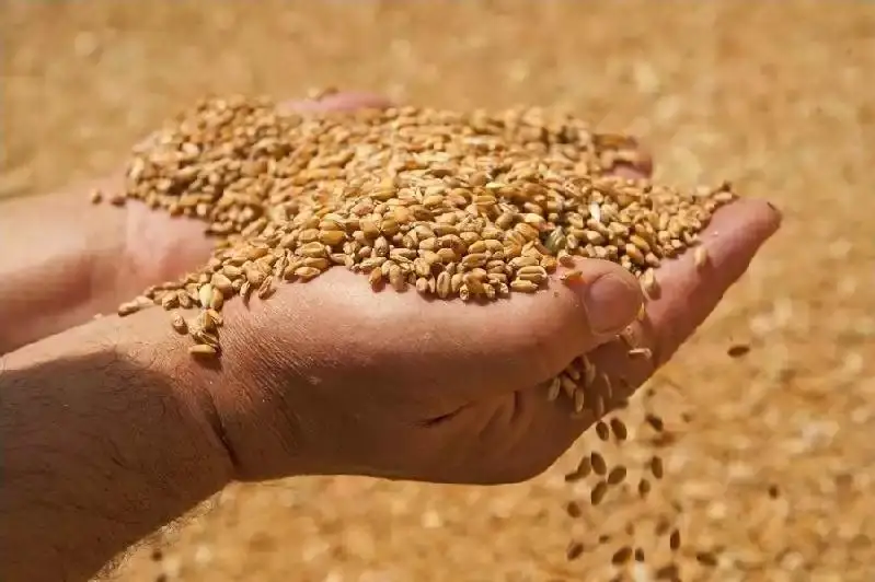 粮农组织：全球粮食价格5月下滑