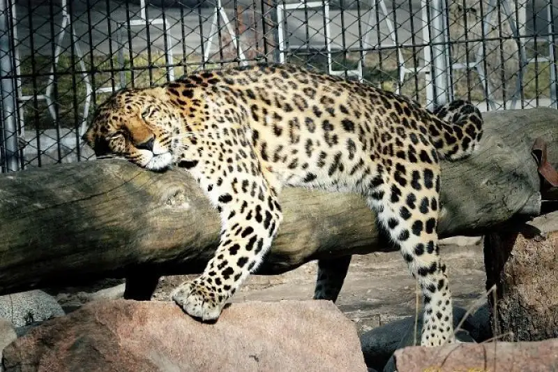 Almaty zoobaǵynyń ákimshiligi janýarlardy aptap ystyqtan qalaı qorǵaıtynyn aıtty